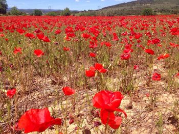 Red poppies blooming on field against sky