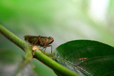 Close-up of insect on leaf