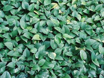 Full frame shot of leaves growing on field