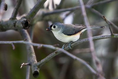 Close-up of bird perching on branch