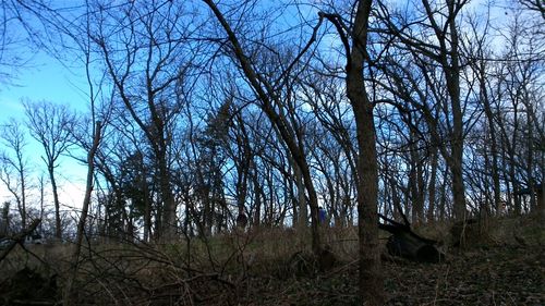 Bare trees on landscape