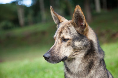 Close-up of a dog looking away