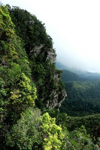 Scenic view of forest