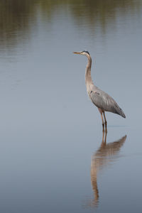 View of a bird in a lake