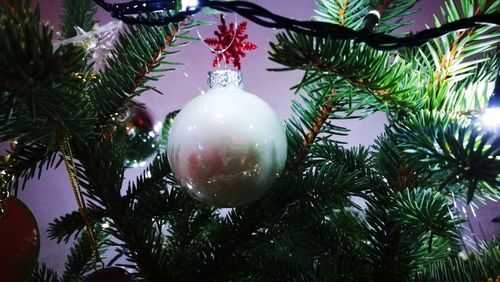 Low angle view of christmas tree