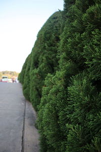 Close-up of plants growing on street against sky