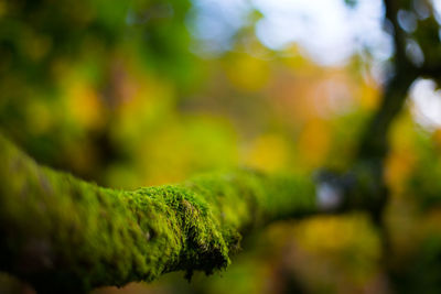 Close up of moss
