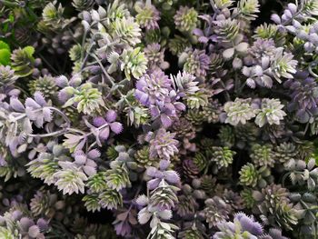 Close-up of purple flowering plants