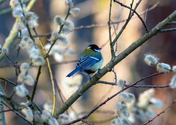 bird