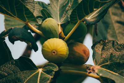 Close-up of fruit growing on tree