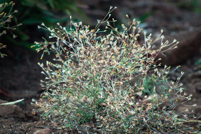 Close-up of leaves