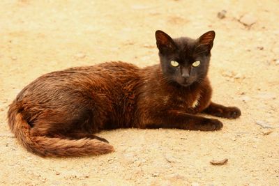 Portrait of cat sitting on land