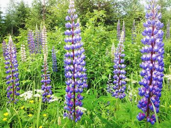Close-up of purple flowers blooming in field