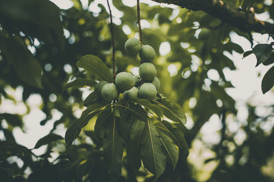 The first plums in moc chau