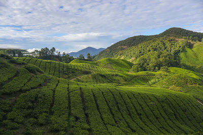 Scenic view of agricultural field against sky