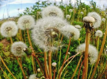 Close-up of dandelion on field