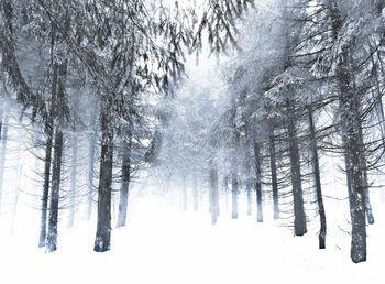 Snow covered pine trees in forest during winter