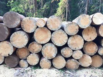 Stack of logs in forest