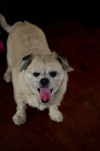 Portrait of dog sticking out tongue at home