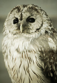 Close-up portrait of owl