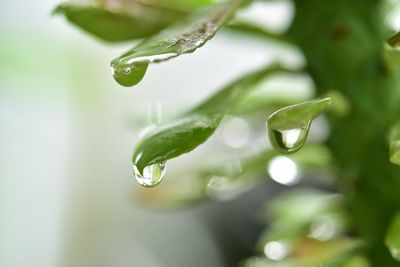 Close-up of water drops on plant leaves