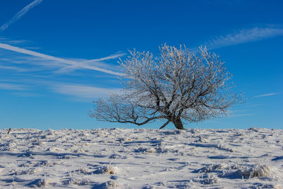 Bare tree on snowy field against blue sky during winter