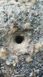 High angle view of insect in shallow water