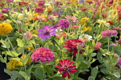 Close-up of pink flowering plants on field