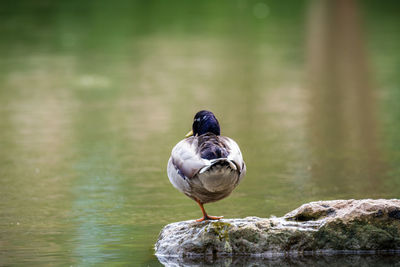 Bird in water