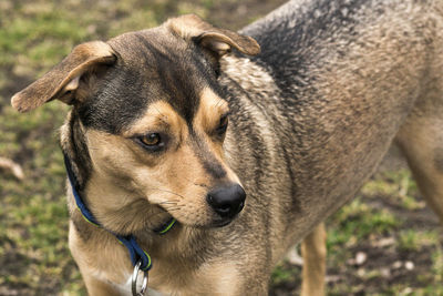 Close-up of dog