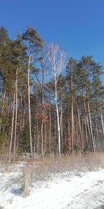 Trees growing in forest against sky during winter