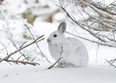 Snowshoe hare along the skyline trail on a winter morning, cape breton highlands