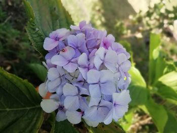 Close-up of purple flowers blooming outdoors
