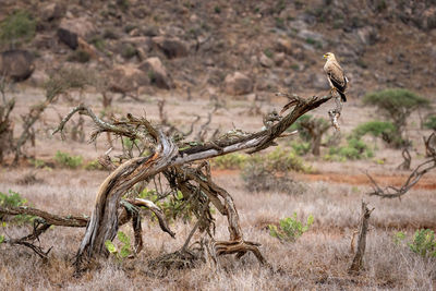 Tawny eagle on dead tree in profile