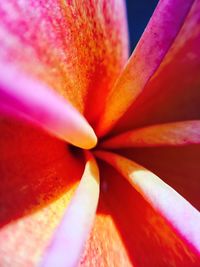 Macro shot of pink flower