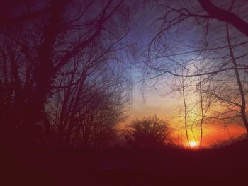 Silhouette of trees at sunset