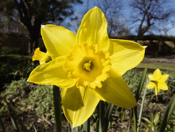 Close-up of yellow daffodil blooming outdoors