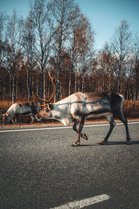 White and grey rangifer tarandus in lapland. typical finnish reindeer animal for meat and breeding. 