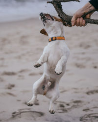 Cropped hand of man playing with dog on beach