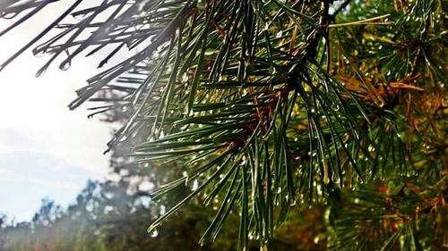 Close-up of leaves against blurred background