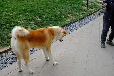 Close-up of dog on road