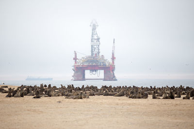 Seals on beach with oil rig in background