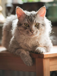 Fertile male laperm cat lying on a kitchen table