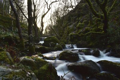 Stream flowing through rocks in forest