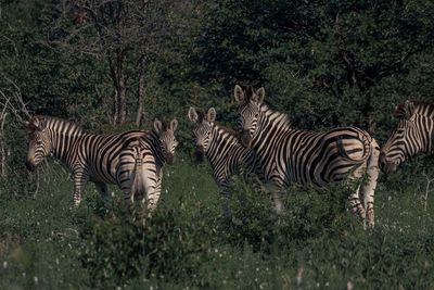 Zebras in a field