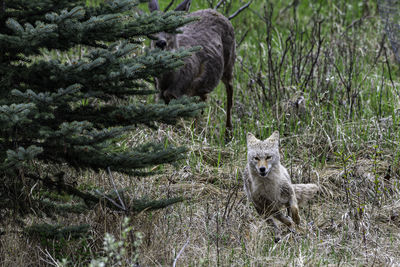 Fox standing in forest