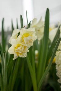 Close-up of yellow flowering plant