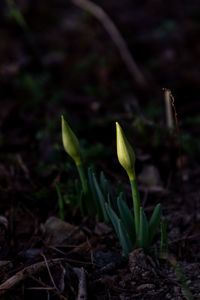 Close-up of plant growing on field