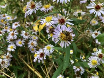 Close-up of honey bee on white flowering plants