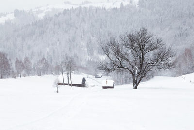 Bare trees on snow covered landscape